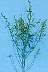 tn_slim-lamb-025_jpg.jpg (1847 bytes)