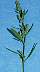 tn_slim-lamb-029_jpg.jpg (1683 bytes)