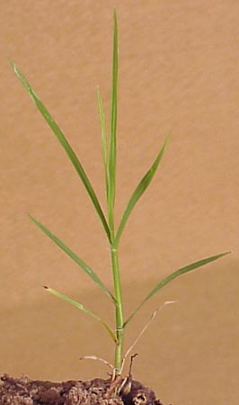 Bermudagrass