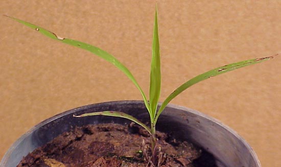 Johnsongrass