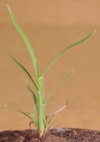 Windmillgrass