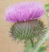 Scotch Thistle