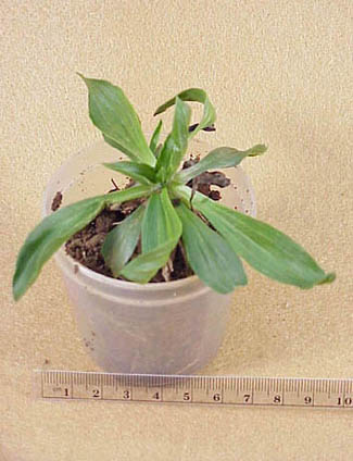 Buckhorn Plantain (Plantago lanceolata)