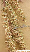 Seed Head