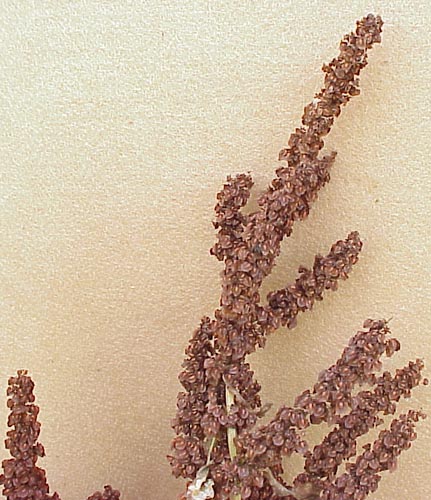 Curly Dock