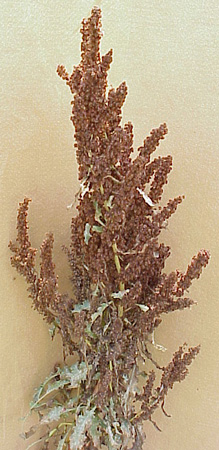 Curly Dock