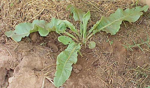 Curly Dock
