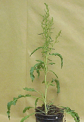 Curly Dock