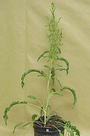 Curly Dock