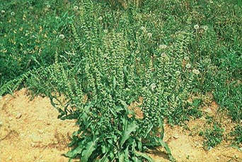 Curly Dock