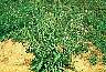 tn_curlydock_jpg.jpg (3486 bytes)