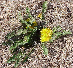 Dandelion