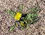 tn_dandelion-01_jpg.jpg (3973 bytes)