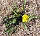 tn_dandelion-02_jpg.jpg (3515 bytes)