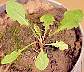 tn_dandlion-496_jpg.jpg (2879 bytes)
