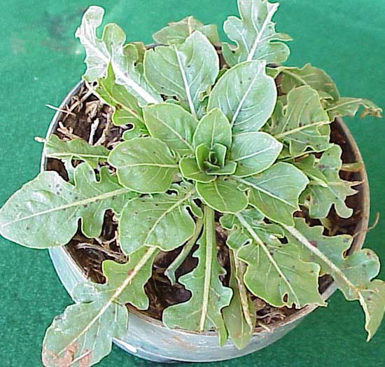 Cutleaf Eveningprimrose (Oenothera laciniata)