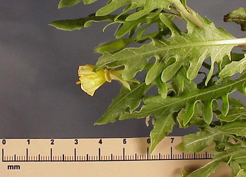 Cutleaf Eveningprimrose (Oenothera laciniata)