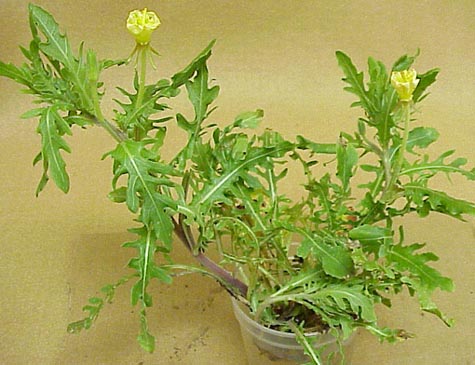 Cutleaf Eveningprimrose (Oenothera laciniata)