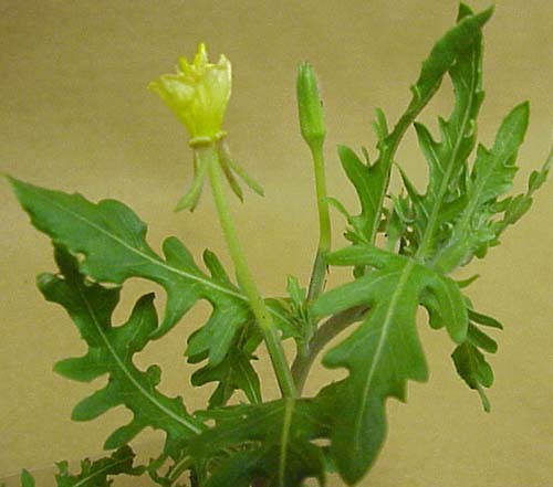 Cutleaf Eveningprimrose (Oenothera laciniata)