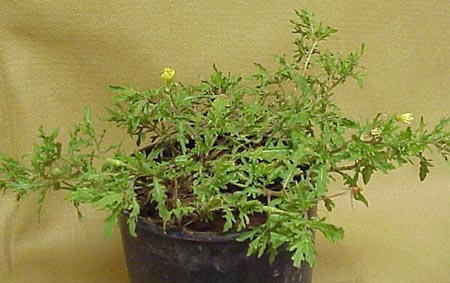 Cutleaf Eveningprimrose (Oenothera laciniata)