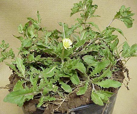 Cutleaf Eveningprimrose (Oenothera laciniata)