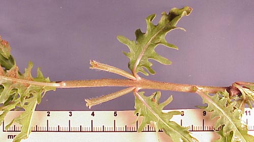 Cutleaf Eveningprimrose (Oenothera laciniata)