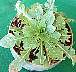 tn_cut-leaf-01_jpg.jpg (2841 bytes)