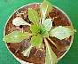 tn_cut-leaf-04_jpg.jpg (2882 bytes)