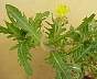 tn_cut-leaf-08_jpg.jpg (2182 bytes)