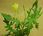 tn_cut-leaf-09_jpg.jpg (2194 bytes)
