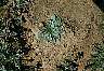 tn_cutlprim_jpg.jpg (3437 bytes)
