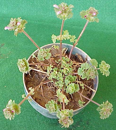 Henbit (Lamium amplexicaule)