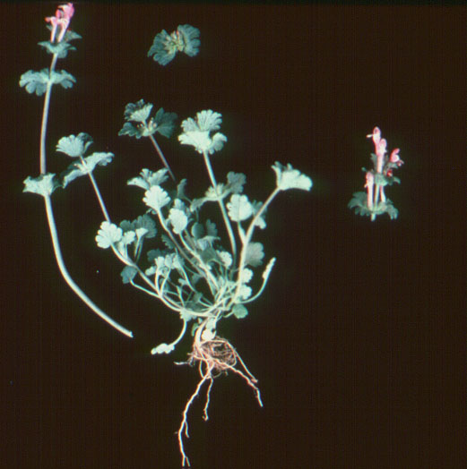 Henbit (Lamium amplexicaule)