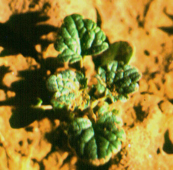 Henbit (Lamium amplexicaule)