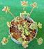 tn_henbit-01_jpg.jpg (2277 bytes)