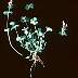 tn_henbit-02_jpg.jpg (1839 bytes)