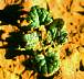 tn_henbit-03_jpg.jpg (2913 bytes)