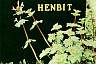 tn_henbit_jpg.jpg (3041 bytes)