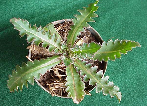 Musk-thistle