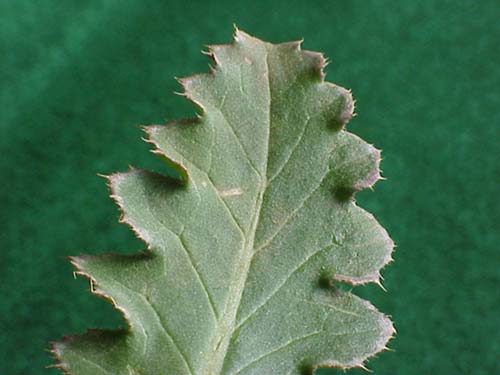 Musk-thistle