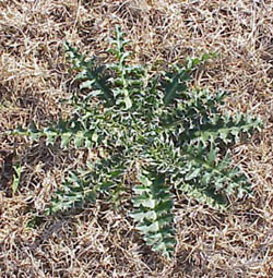 Musk-thistle