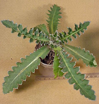 Musk-thistle