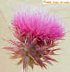 Musk Thistle