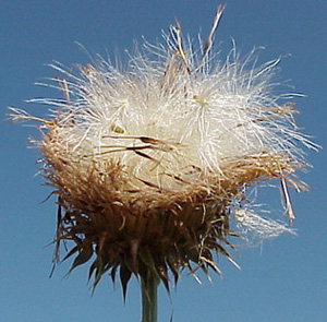 muskthistle-23.jpg (52381 bytes)