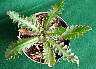 tn_musk-thistle-01_jpg.jpg (2927 bytes)