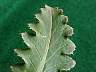 tn_musk-thistle-02_jpg.jpg (2117 bytes)
