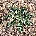 tn_musk-thistle-03_jpg.jpg (3235 bytes)
