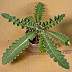 tn_musk-thistle-05_jpg.jpg (1906 bytes)