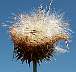 tn_muskthistle-23_jpg.jpg (2065 bytes)