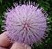 tn_thistle-25_jpg.jpg (2514 bytes)